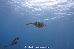 Squid Patrol by Mark Hoevenaars 